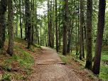 Im Wald steigen wir nach Süden ab