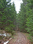 ...und spazieren über einen schmäleren Weg durch den Wald