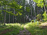 Durch lichten Bergwald...