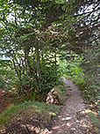 Durch ein Waldstück...