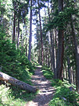 Die ersten 600 Hm geht es durch Wald