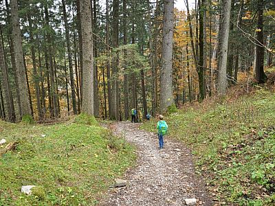 Erneut geht es im Wald bergab