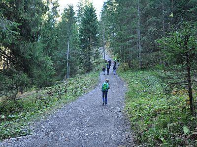 Der Weg durch den Wald... 