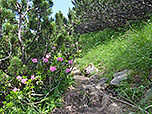 Der Alpenrosensteig macht seinem Namen alle Ehre