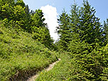 ...wandern wir durch den lichten Wald hinauf...
