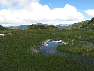 ...durch ein wahres Hochmoor