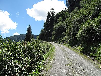 Wir folgen dem Forstweg nur ein kurzes Stück