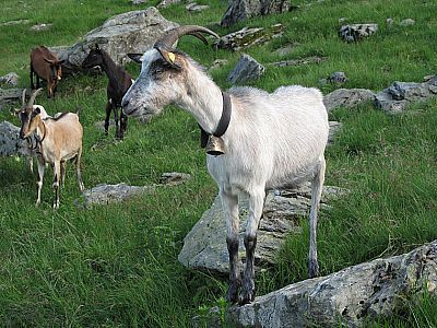 Neugieriger Beobachter