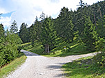 ...gelangen wir zum breiten Forstweg, der uns zur Esterbergalm bringen wird