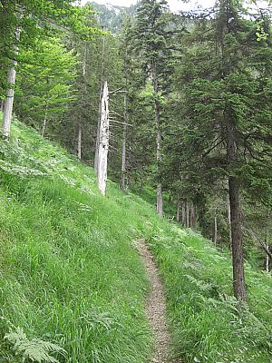 Steil durch Bergwald