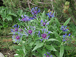 Flockenblume