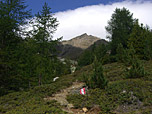 ...Zirben- und Lärchenwälder