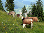 Die Kühe an der Laberalm beobachten unseren Aufstieg