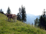 Erneut treffen wir auf die Kühe an der Laberalm