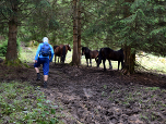 Nach einer Viehtränke geht es links etwas versteckt in den Wald