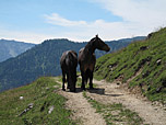 Pferde an der Lacheralm