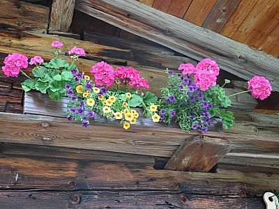 Den Wolken zum Trotz blühen die Geranien.