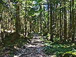Der holprige Waldweg führt uns hinunter...