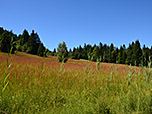 Nach der schönen Wiese treffen wir auf unseren Aufstiegsweg