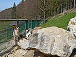 Ziegen auf der Hochsteinalm