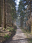 ...erreichen wir den Bergwald