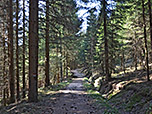 Durch den dichten Wald wandern wir bergab