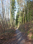 Wir bleiben stets am Waldweg