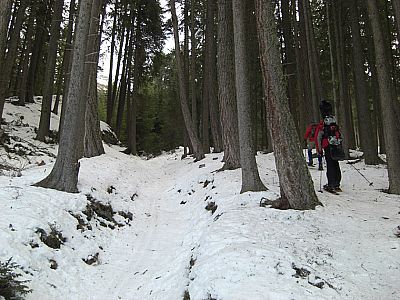 ...durch dichten Wald