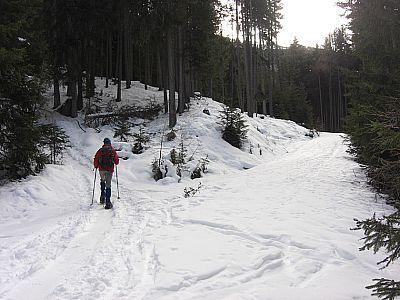 Forstwege werden gekreuzt
