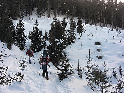 Durch lichteren Wald