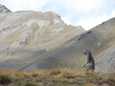 Murmeltier zwischen Col Vieux und Lac Foréant