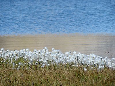 Wollgras am Lac Foréant