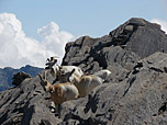 Bergziegen am Gipfelgrat des Pain de Sucre