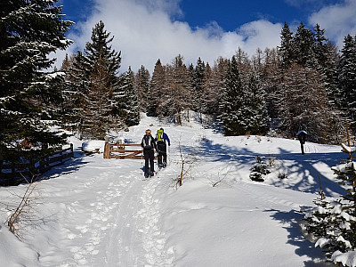 in den lichten Wald und über ...