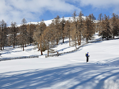 größere Lichtungen.