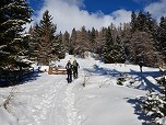 in den lichten Wald und über ...