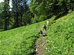 Wir folgen dem Wiesenpfad...