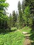 ...zu lichtem Wald
