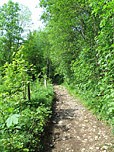 ...und durchwandern lichten Wald