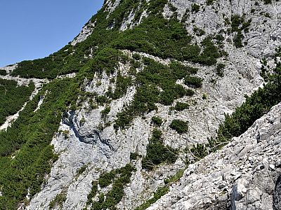 Deutlich ist der Weg in den Latschen zu erkennen