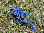 Frühlingsenzian