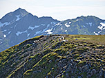 Schafe am Gipfelrücken