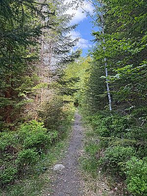 ...der sich wenig später zu einem kleinen Waldweg verjüngt