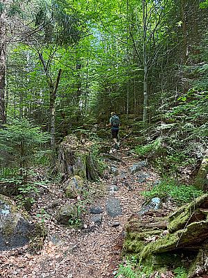 Auf dem Waldpfad...