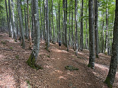 ...und wandern in den Bergwald hinein