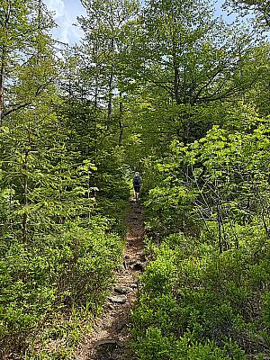 Wir wandern wieder in den Bergwald hinein...