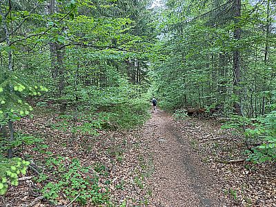 Zurück im Bergwald...
