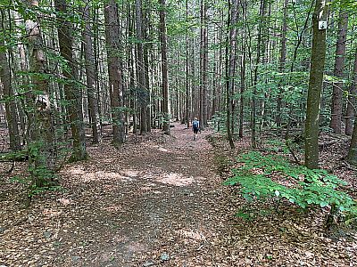 Wir folgen einem steilen Waldweg...