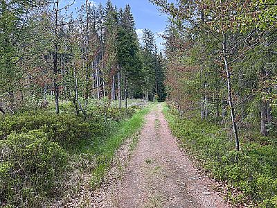 ...kehren wir auf einem Waldweg zur Schwarzbachbrücke zurück