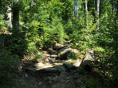Weiter durch den malerischen Wald....